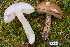  ( - TRTC156459)  @11 [ ] CreativeCommons - Attribution Non-Commercial Share-Alike (2010) Unspecified Royal Ontario Museum