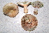  (Lactarius chelidonium cf - TRTC156473)  @11 [ ] CreativeCommons - Attribution Non-Commercial Share-Alike (2010) Unspecified Royal Ontario Museum
