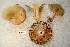  ( - TRTC156473)  @11 [ ] CreativeCommons - Attribution Non-Commercial Share-Alike (2010) Unspecified Royal Ontario Museum