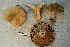  ( - TRTC156473)  @11 [ ] CreativeCommons - Attribution Non-Commercial Share-Alike (2010) Unspecified Royal Ontario Museum