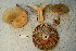  ( - TRTC156473)  @11 [ ] CreativeCommons - Attribution Non-Commercial Share-Alike (2010) Unspecified Royal Ontario Museum