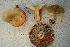  ( - TRTC156473)  @11 [ ] CreativeCommons - Attribution Non-Commercial Share-Alike (2010) Unspecified Royal Ontario Museum
