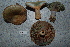  ( - TRTC156473)  @11 [ ] CreativeCommons - Attribution Non-Commercial Share-Alike (2010) Unspecified Royal Ontario Museum