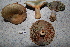  ( - TRTC156473)  @11 [ ] CreativeCommons - Attribution Non-Commercial Share-Alike (2010) Unspecified Royal Ontario Museum