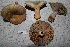  ( - TRTC156473)  @11 [ ] CreativeCommons - Attribution Non-Commercial Share-Alike (2010) Unspecified Royal Ontario Museum
