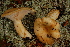  (Lactarius tuomikoskii cf - TRTC156503)  @11 [ ] CreativeCommons - Attribution Non-Commercial Share-Alike (2010) Unspecified Royal Ontario Museum