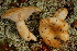  ( - TRTC156503)  @11 [ ] CreativeCommons - Attribution Non-Commercial Share-Alike (2010) Unspecified Royal Ontario Museum
