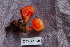  ( - TRTC156517)  @11 [ ] CreativeCommons - Attribution Non-Commercial Share-Alike (2010) Unspecified Royal Ontario Museum
