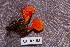  ( - TRTC156517)  @11 [ ] CreativeCommons - Attribution Non-Commercial Share-Alike (2010) Unspecified Royal Ontario Museum