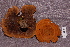  (Coltricia cinnamonea - TRTC156524)  @11 [ ] CreativeCommons - Attribution Non-Commercial Share-Alike (2010) Unspecified Royal Ontario Museum
