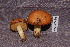  ( - TRTC156525)  @11 [ ] CreativeCommons - Attribution Non-Commercial Share-Alike (2010) Unspecified Royal Ontario Museum