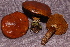  ( - TRTC156530)  @11 [ ] CreativeCommons - Attribution Non-Commercial Share-Alike (2010) Unspecified Royal Ontario Museum