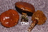 ( - TRTC156530)  @11 [ ] CreativeCommons - Attribution Non-Commercial Share-Alike (2010) Unspecified Royal Ontario Museum