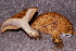  ( - TRTC156537)  @11 [ ] CreativeCommons - Attribution Non-Commercial Share-Alike (2010) Unspecified Royal Ontario Museum