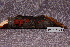  (Vuilleminia sp - TRTC156540)  @11 [ ] CreativeCommons - Attribution Non-Commercial Share-Alike (2010) Unspecified Royal Ontario Museum