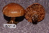  ( - TRTC156541)  @11 [ ] CreativeCommons - Attribution Non-Commercial Share-Alike (2010) Unspecified Royal Ontario Museum