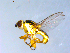  ( - 10PROBE-09658)  @13 [ ] CreativeCommons - Attribution (2011) CBG Photography Group Centre for Biodiversity Genomics