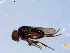  ( - 10PROBE-09661)  @13 [ ] CreativeCommons - Attribution (2011) CBG Photography Group Centre for Biodiversity Genomics
