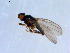  ( - 10PROBE-09664)  @13 [ ] CreativeCommons - Attribution (2011) CBG Photography Group Centre for Biodiversity Genomics