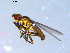  ( - 10PROBE-09670)  @14 [ ] CreativeCommons - Attribution (2011) CBG Photography Group Centre for Biodiversity Genomics