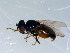  ( - 10PROBE-07767)  @11 [ ] CreativeCommons - Attribution (2011) CBG Photography Group Centre for Biodiversity Genomics
