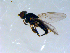  ( - 10PROBE-09340)  @13 [ ] CreativeCommons - Attribution (2011) CBG Photography Group Centre for Biodiversity Genomics