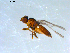  ( - 10PROBE-09421)  @13 [ ] CreativeCommons - Attribution (2011) CBG Photography Group Centre for Biodiversity Genomics