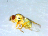  ( - 10PROBE-09435)  @12 [ ] CreativeCommons - Attribution (2011) CBG Photography Group Centre for Biodiversity Genomics