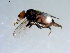  ( - 10PROBE-09449)  @13 [ ] CreativeCommons - Attribution (2011) CBG Photography Group Centre for Biodiversity Genomics