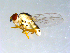  ( - 10PROBE-09462)  @12 [ ] CreativeCommons - Attribution (2011) CBG Photography Group Centre for Biodiversity Genomics