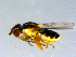  (Thaumatomyia glabra - 10PROBE-09534)  @14 [ ] CreativeCommons - Attribution (2011) CBG Photography Group Centre for Biodiversity Genomics