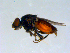  ( - 10PROBE-09543)  @13 [ ] CreativeCommons - Attribution (2011) CBG Photography Group Centre for Biodiversity Genomics