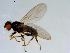  ( - 10PROBE-09551)  @13 [ ] CreativeCommons - Attribution (2011) CBG Photography Group Centre for Biodiversity Genomics