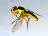  ( - 10PROBE-09560)  @14 [ ] CreativeCommons - Attribution (2011) CBG Photography Group Centre for Biodiversity Genomics