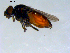  ( - 10PROBE-09565)  @13 [ ] CreativeCommons - Attribution (2011) CBG Photography Group Centre for Biodiversity Genomics
