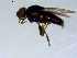  ( - 10PROBE-09577)  @13 [ ] CreativeCommons - Attribution (2011) CBG Photography Group Centre for Biodiversity Genomics