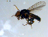  ( - 10PROBE-09580)  @13 [ ] CreativeCommons - Attribution (2011) CBG Photography Group Centre for Biodiversity Genomics