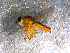  ( - 10PROBE-11420)  @13 [ ] CreativeCommons - Attribution (2011) CBG Photography Group Centre for Biodiversity Genomics