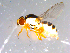  ( - 10PROBE-11452)  @12 [ ] CreativeCommons - Attribution (2011) CBG Photography Group Centre for Biodiversity Genomics