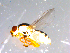  ( - 10PROBE-11453)  @13 [ ] CreativeCommons - Attribution (2011) CBG Photography Group Centre for Biodiversity Genomics