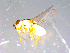  ( - 10PROBE-11456)  @12 [ ] CreativeCommons - Attribution (2011) CBG Photography Group Centre for Biodiversity Genomics