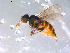  ( - 10PROBE-11485)  @14 [ ] CreativeCommons - Attribution (2011) CBG Photography Group Centre for Biodiversity Genomics