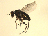  (Chrysotus sp. nr. obliquus - 07PROBE-JW0023)  @13 [ ] CreativeCommons - Attribution (2010) Unspecified Centre for Biodiversity Genomics