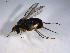  ( - 07PROBE-JW0035)  @13 [ ] CreativeCommons - Attribution (2010) Unspecified Centre for Biodiversity Genomics