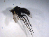  (Dolichopus sp. SEB04 - 07PROBE-JW0036)  @13 [ ] CreativeCommons - Attribution (2010) Unspecified Centre for Biodiversity Genomics