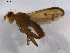  ( - 07PROBE-JW0339)  @12 [ ] CreativeCommons - Attribution (2010) Unspecified Centre for Biodiversity Genomics