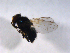  ( - 07PROBE-JW0549)  @12 [ ] CreativeCommons - Attribution (2010) Unspecified Centre for Biodiversity Genomics