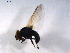  ( - 07PROBE-JW0554)  @12 [ ] CreativeCommons - Attribution (2010) Unspecified Centre for Biodiversity Genomics
