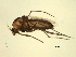  (Procladius simplicistilus - 07PROBE-JW0651)  @14 [ ] CreativeCommons - Attribution (2010) Unspecified Centre for Biodiversity Genomics