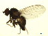  (Agromyza isolata or albitarsis - 07PROBE-JW0914)  @12 [ ] CreativeCommons - Attribution (2010) Unspecified Centre for Biodiversity Genomics
